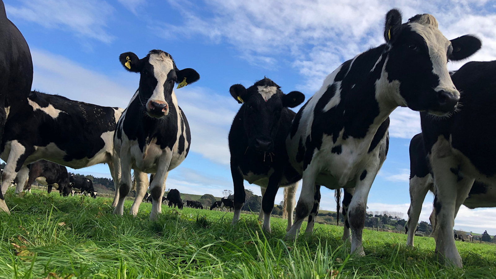 Discovery Project cultivating successful cow families