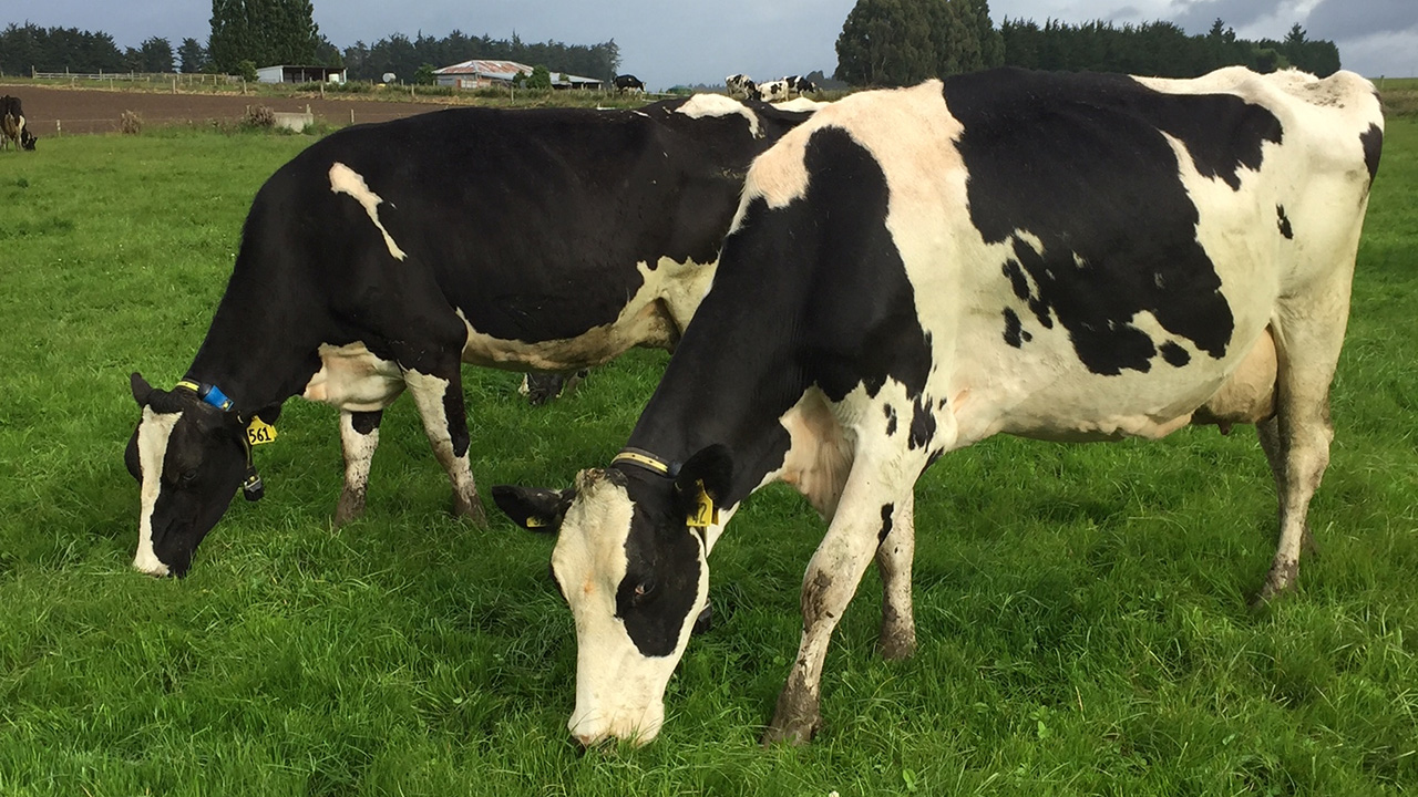 High-tech collars help Southland dairy farm get more cows in-calf High-tech collars help Southland dairy farm get more cows in-calf