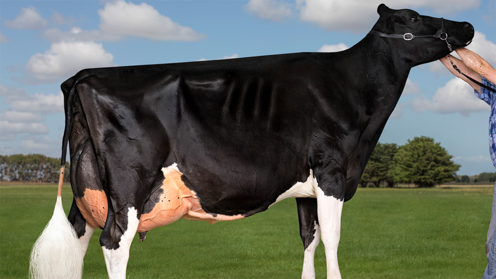 Milestone for Holstein Friesian breeder