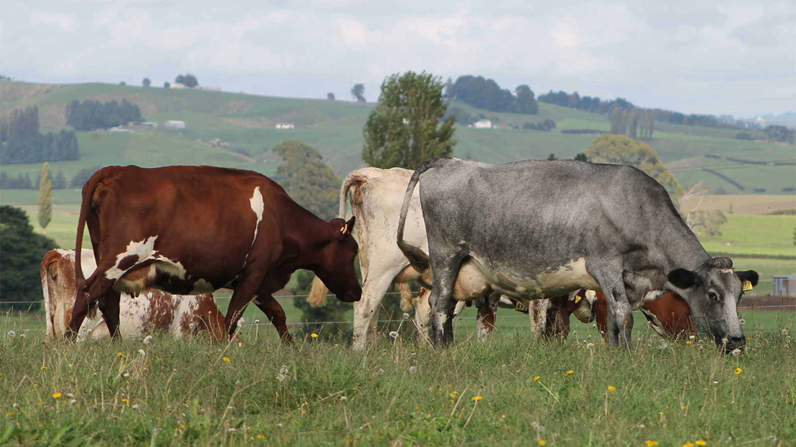 NZ Milking Shorthorn Association joins Holstein Friesian NZ family