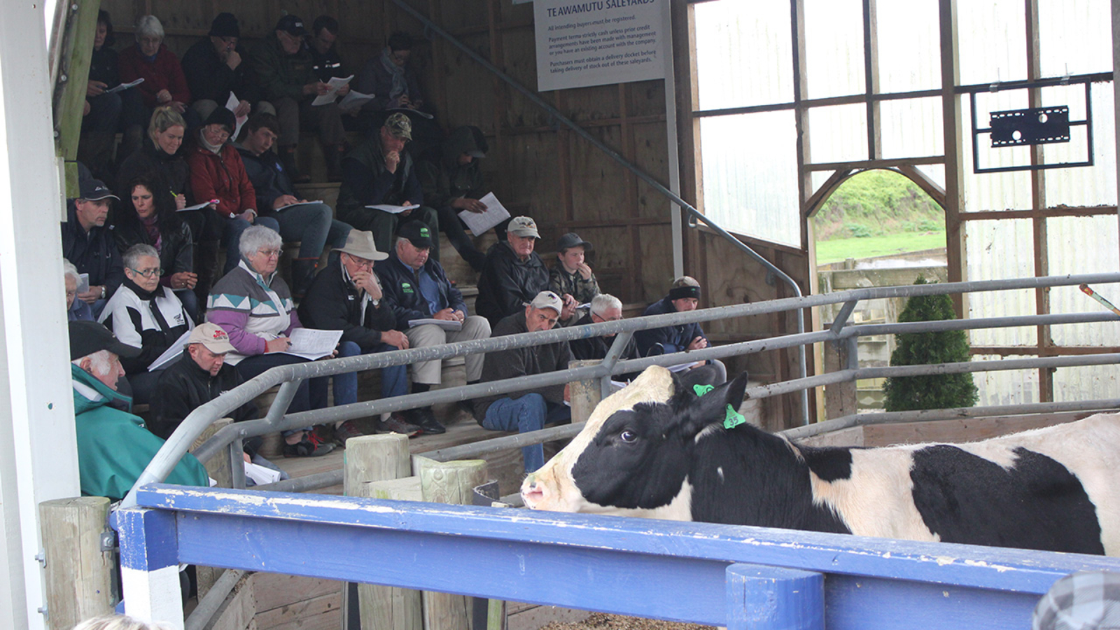 Strong Holstein Friesian bull sales reflect continued value