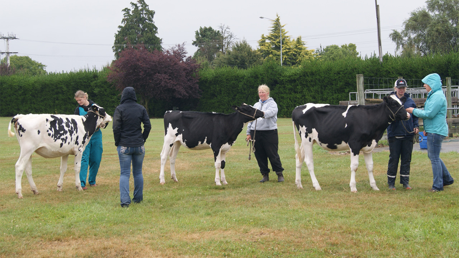 Showmanship and Handling Events for Young Breeders!