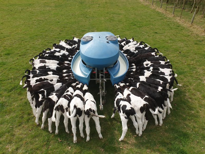 Feeding calves